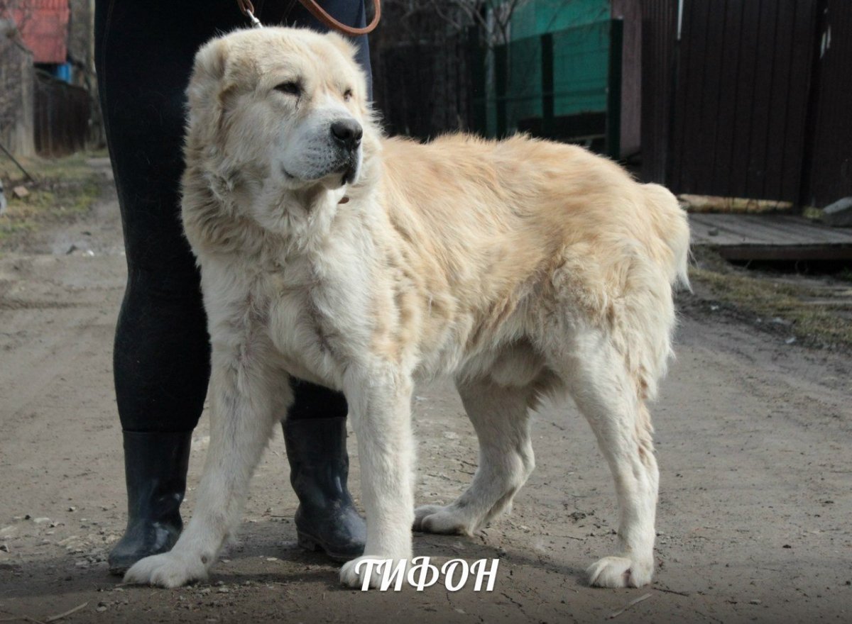 Азиатские крупные собаки