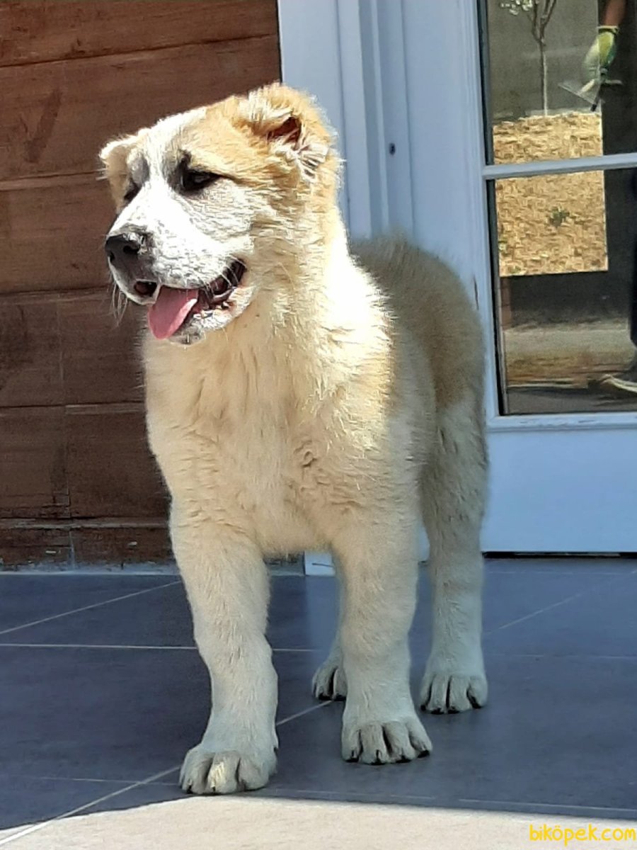 Американская Тундровая овчарка