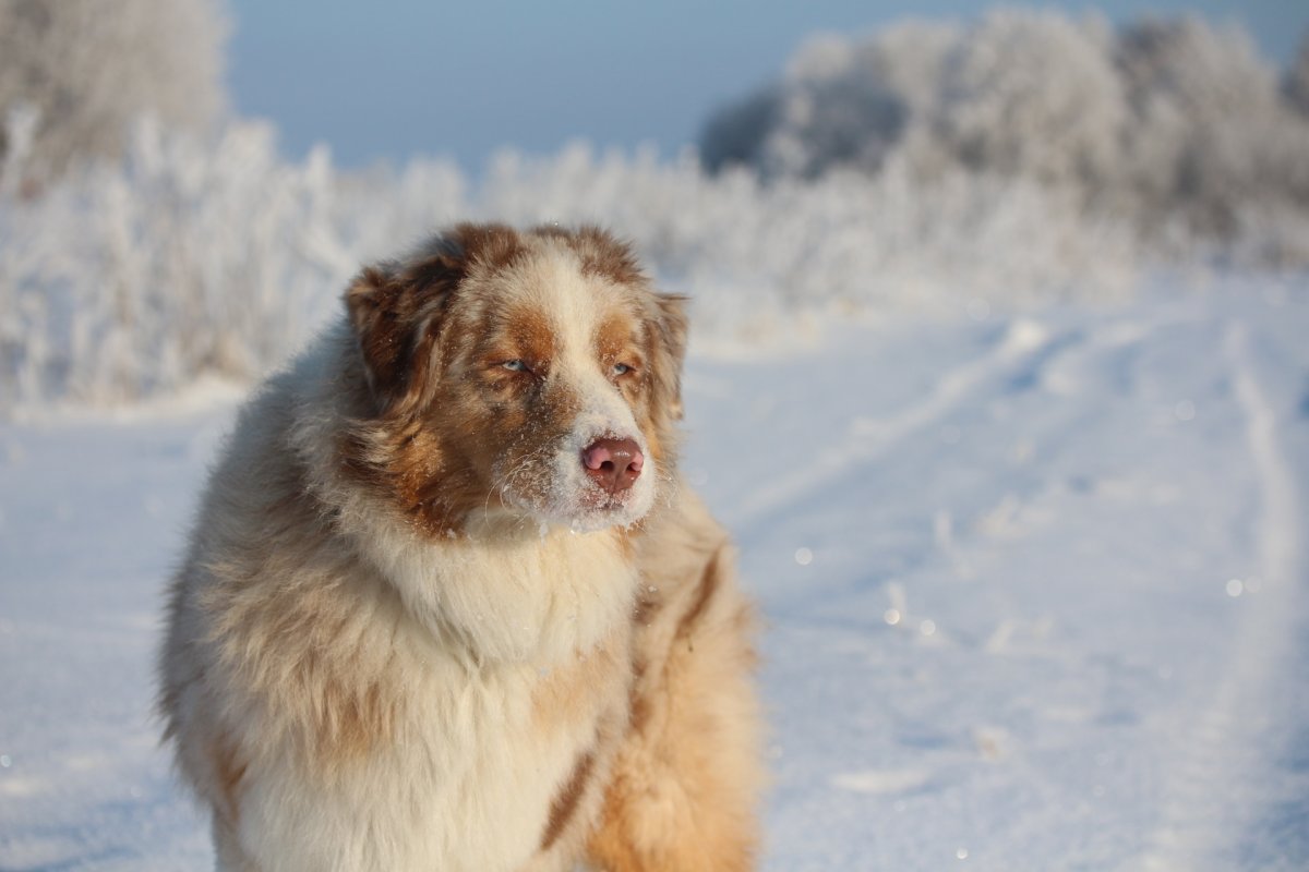 Кавказская овчарка рыжая