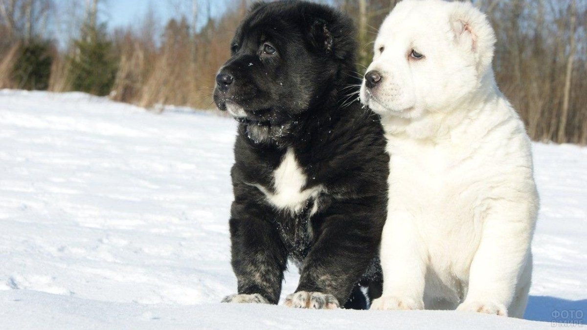 Белая Кавказская овчарка- волкодав
