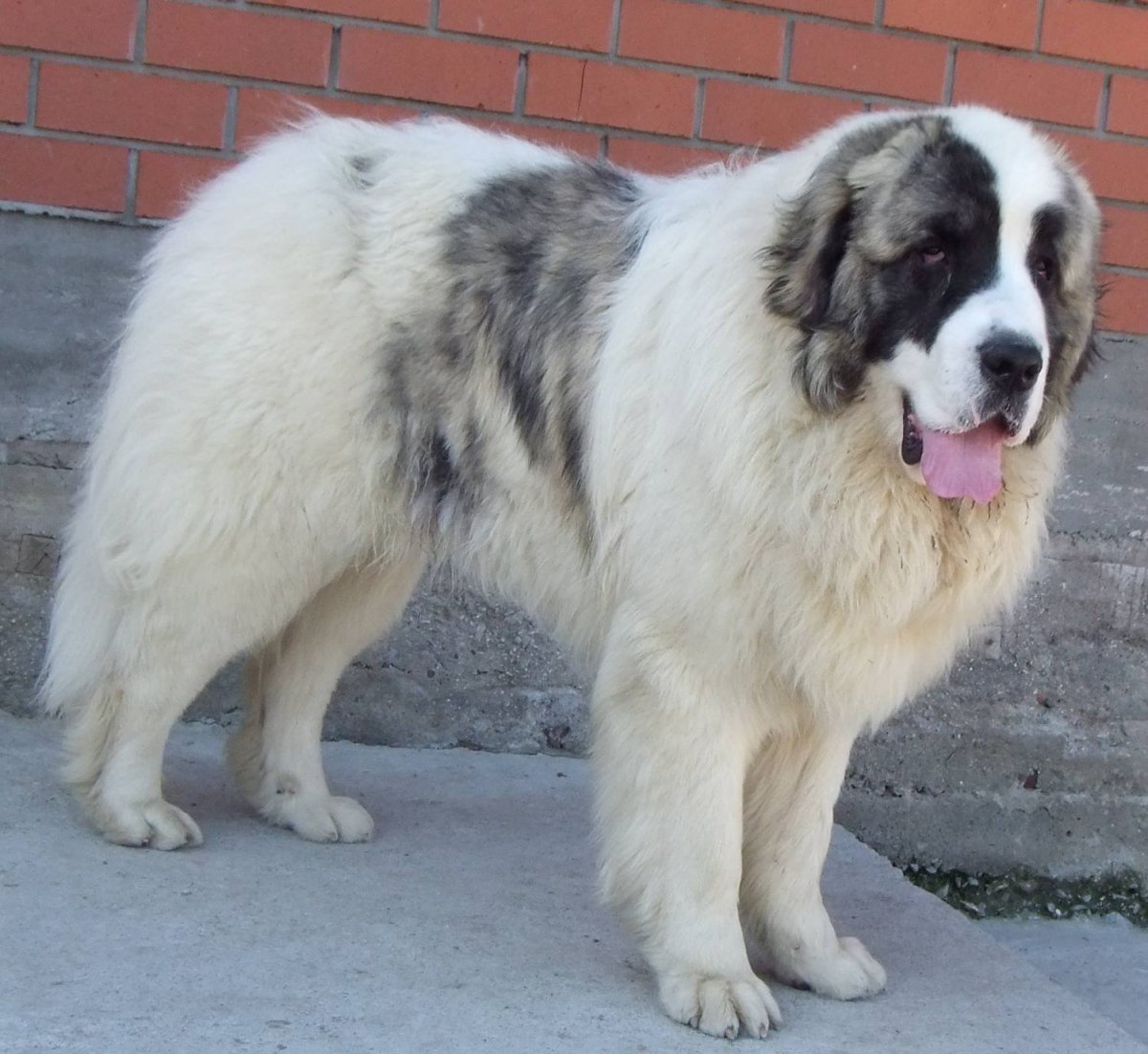 Алабай Алтай