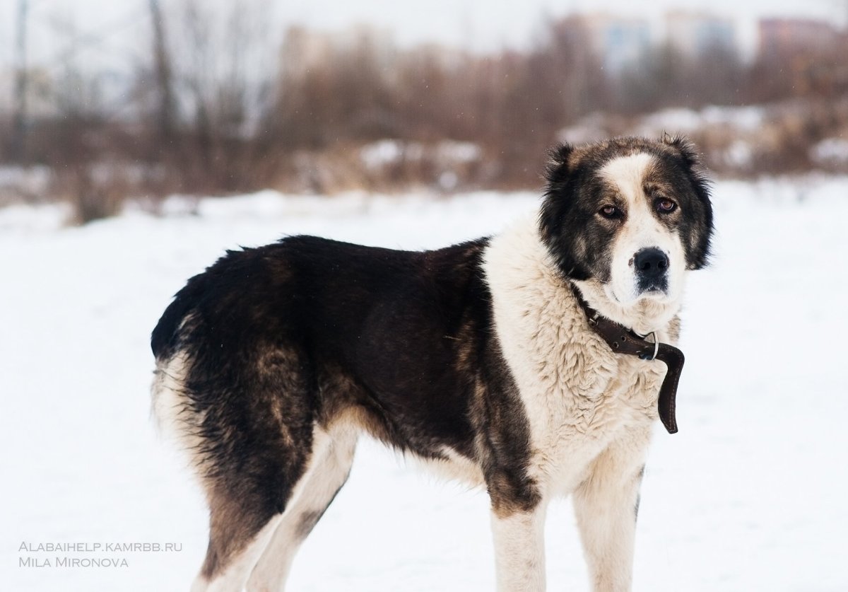 Дворовые собаки зимой