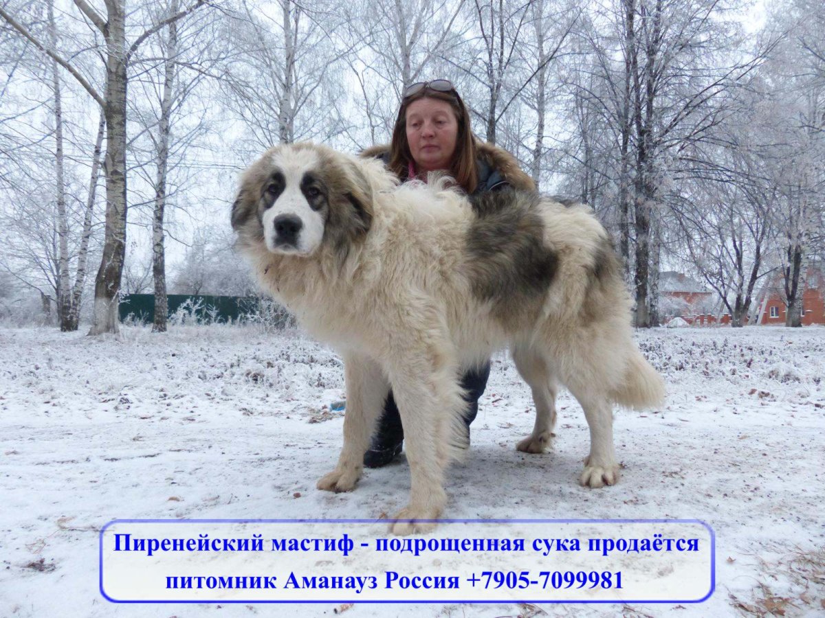 Пиренейский мастиф