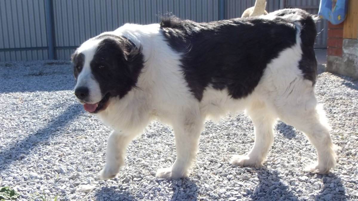 Алабай волкодав длинношерстный