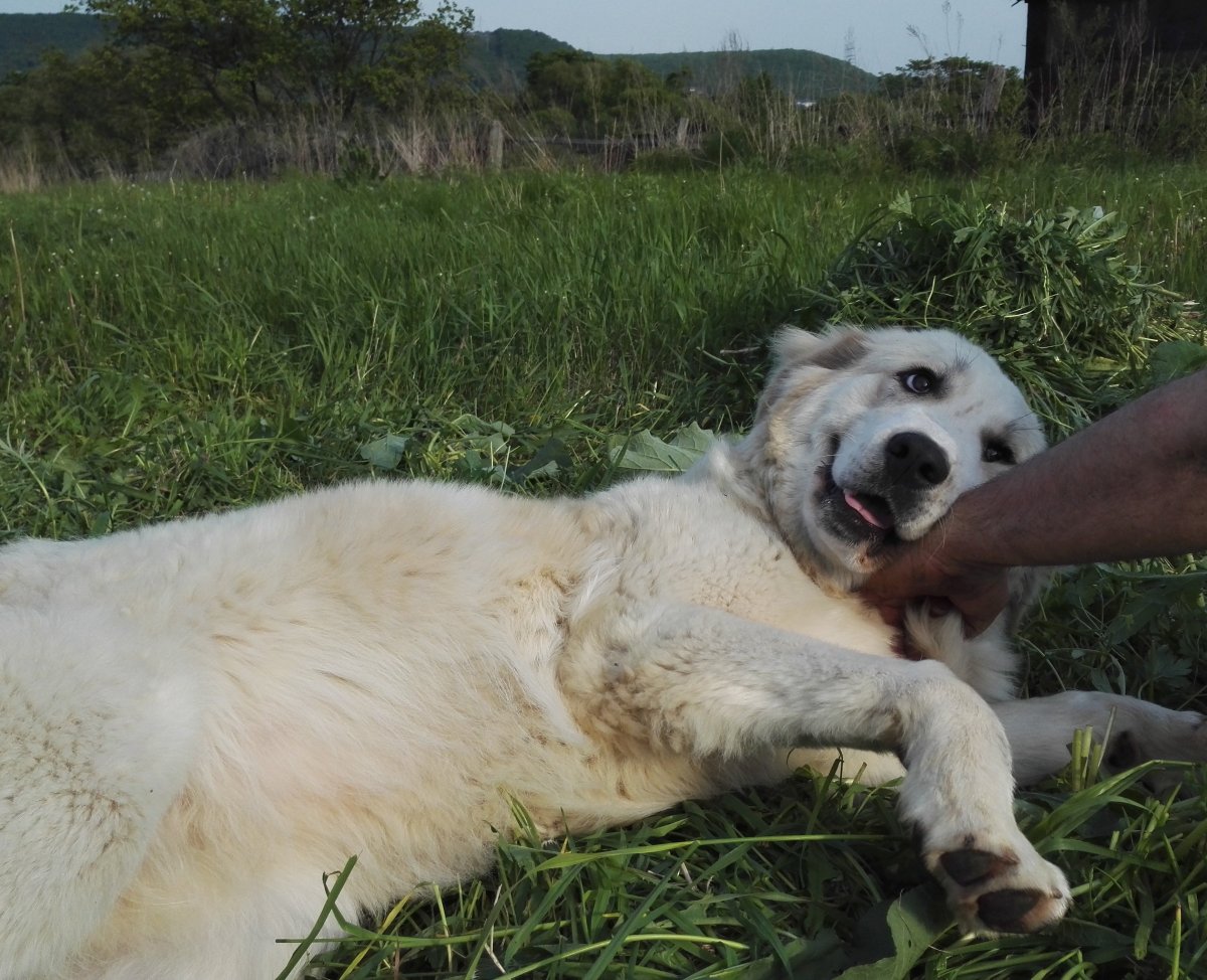 Среднеазиатская овчарка волкодав