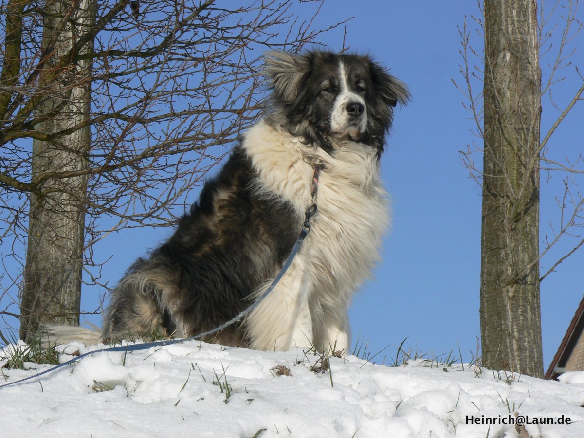 Среднеазиатская овчарка алабай