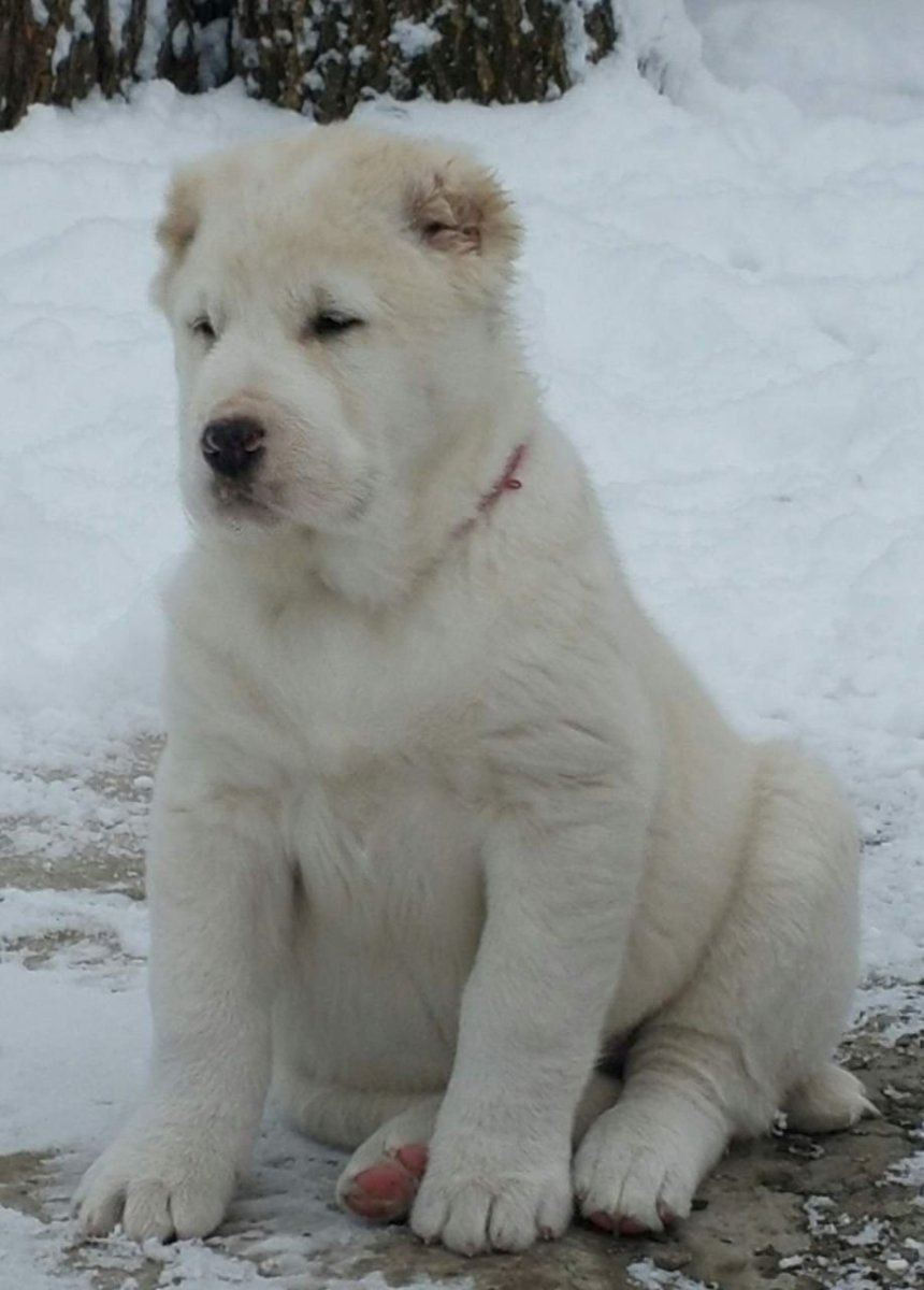 Снежный алабай