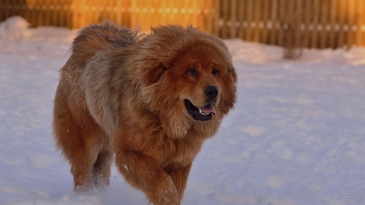 Волкодав алабай