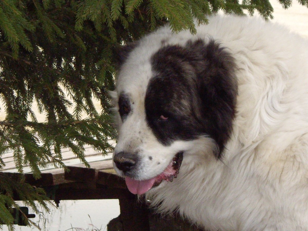 Сибирский алабай