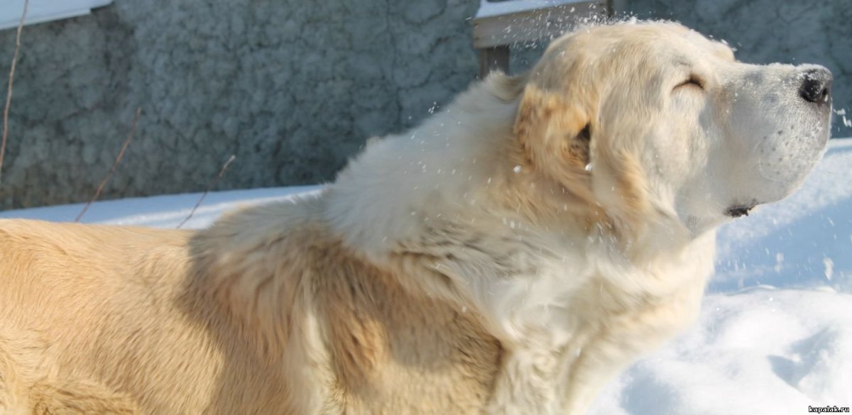 Среднеазиатская овчарка волкодав