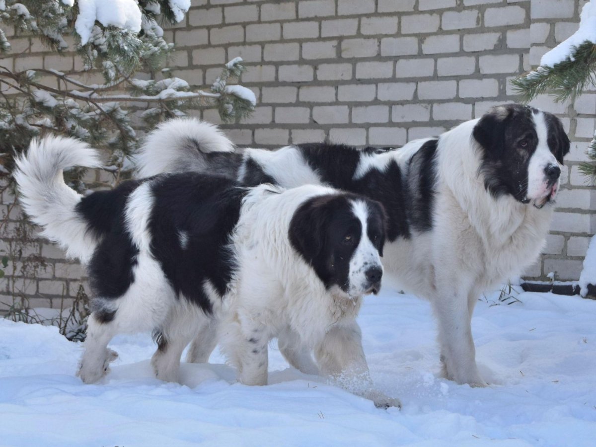 Среднеазиатская овчарка алабай