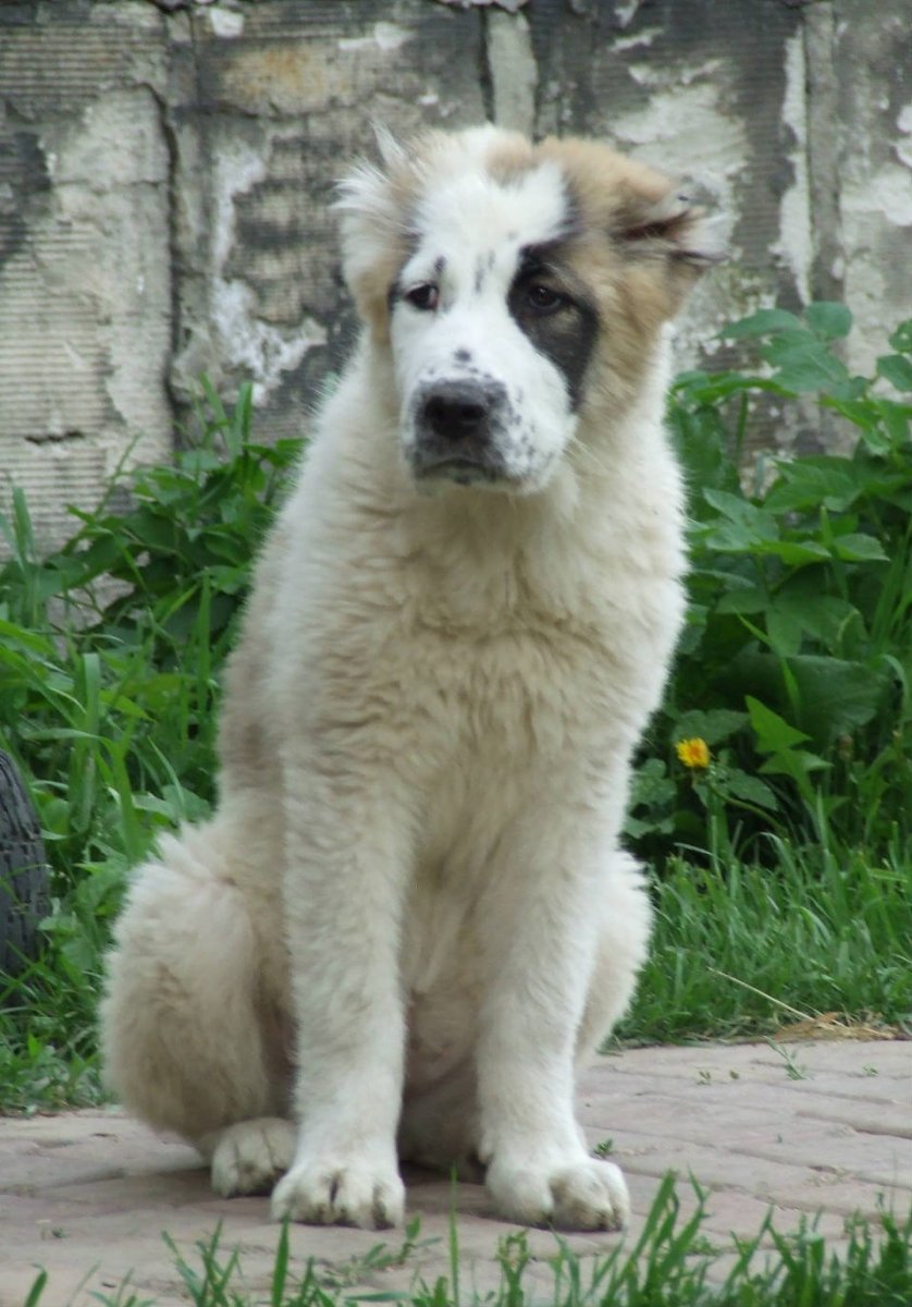 Алабай лохматый белый серый и рыжий