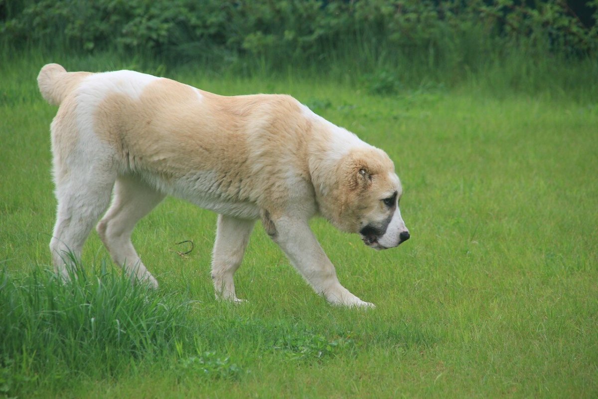 Перинейский массив собака