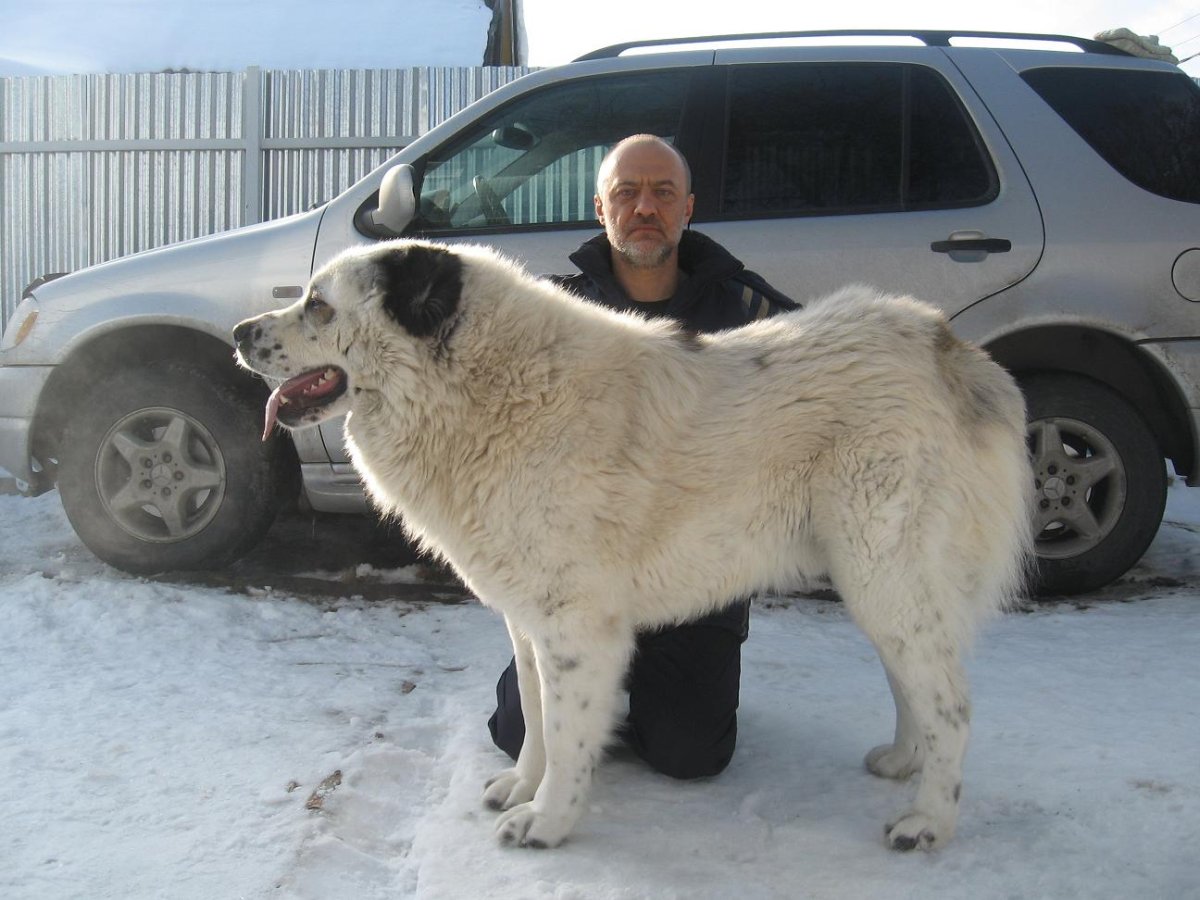 Алабай длинношерстный