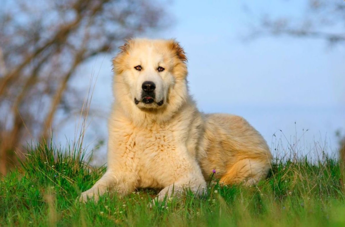 Кавказская овчарка короткошерстная