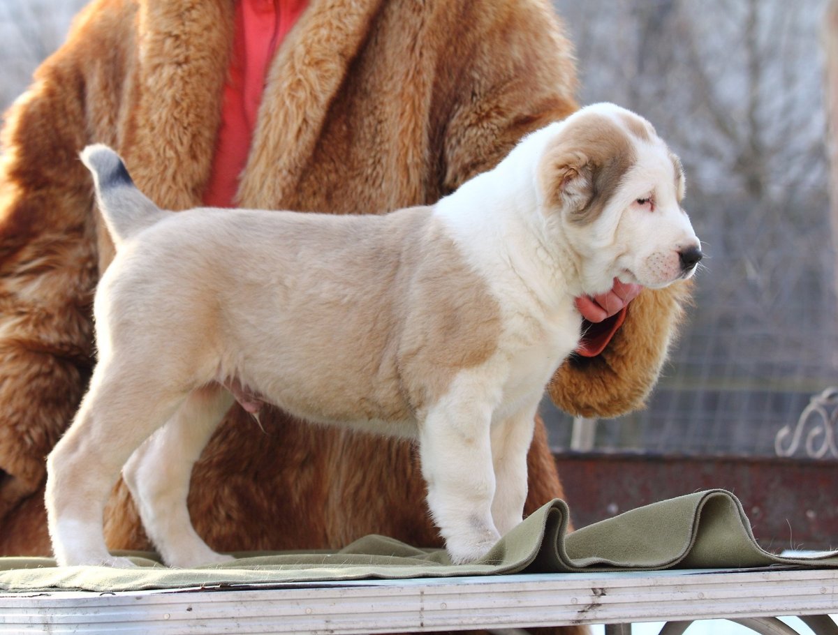 Горно Пиренейская овчарка белая