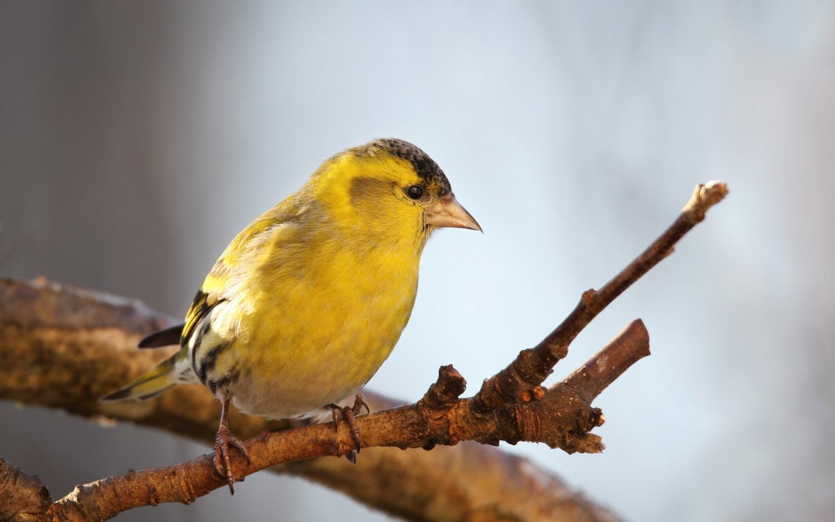 Смешной Воробей