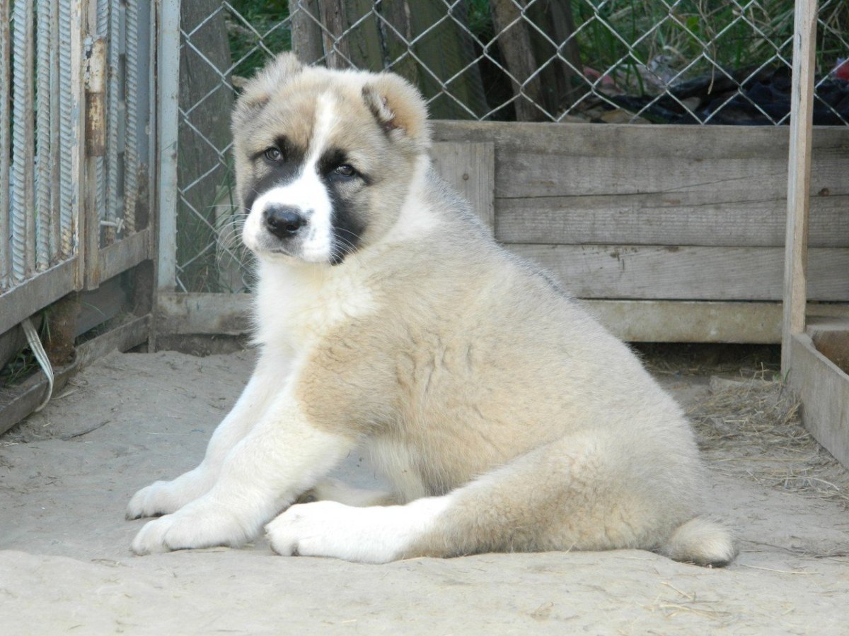 Кавказская овчарка белая