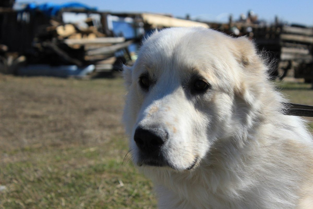 Пиренейский горный мастиф