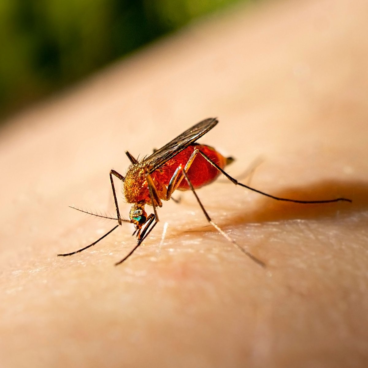 Комары на природе