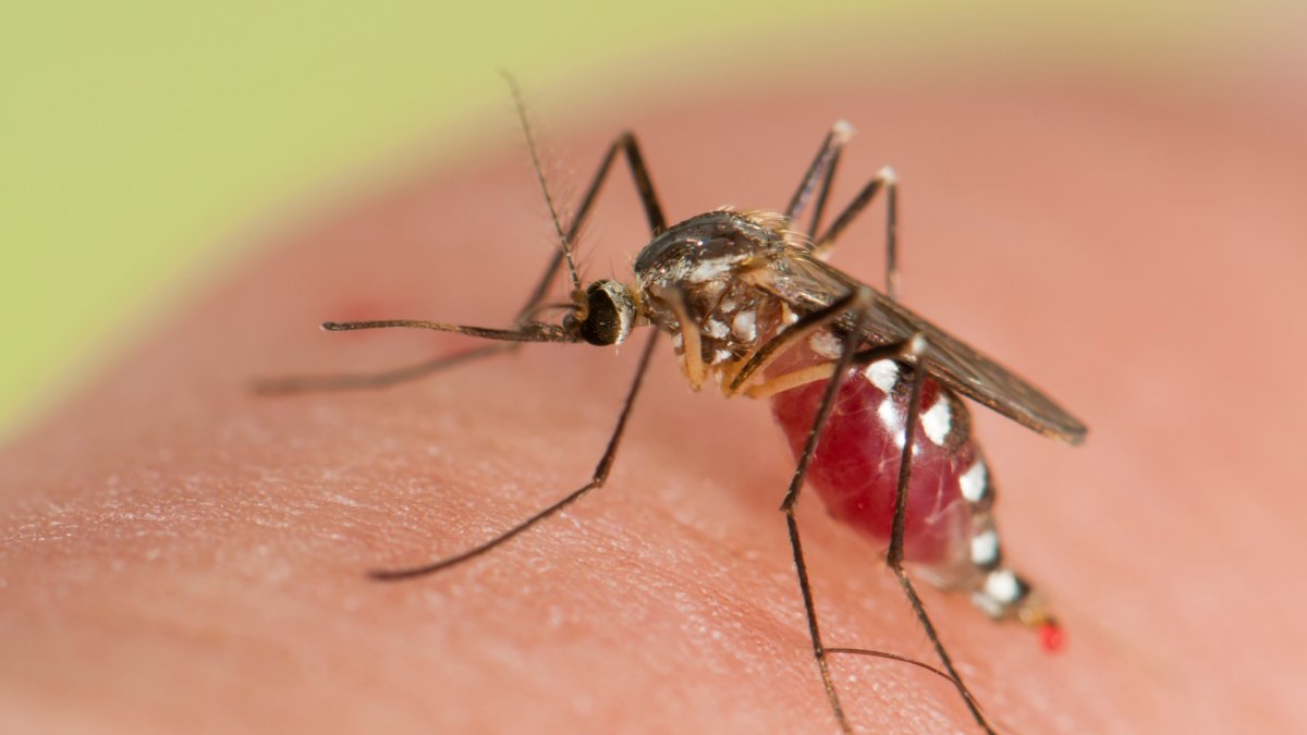 Аллергия на укусы насекомых