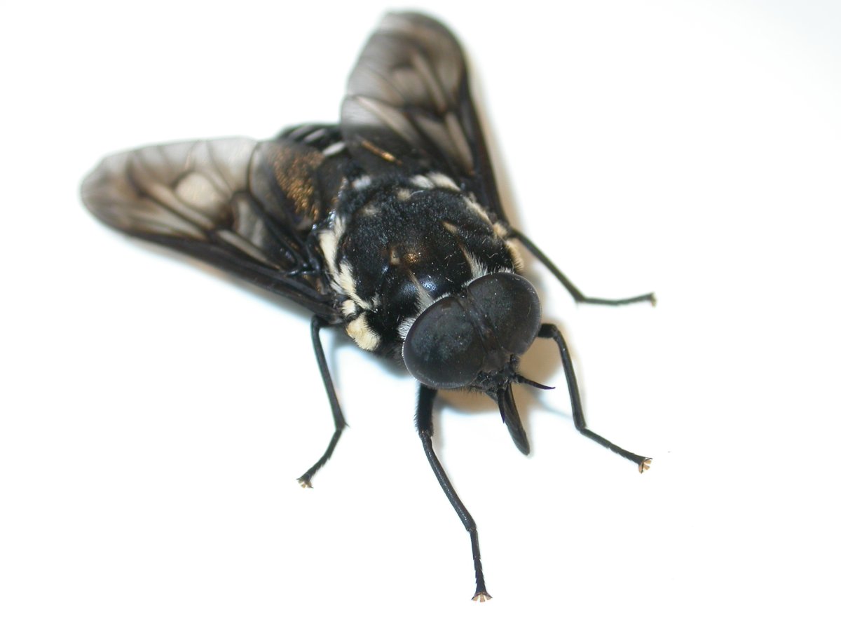 Следы от укусов насекомых