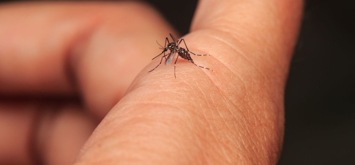 Укусы летающих насекомых