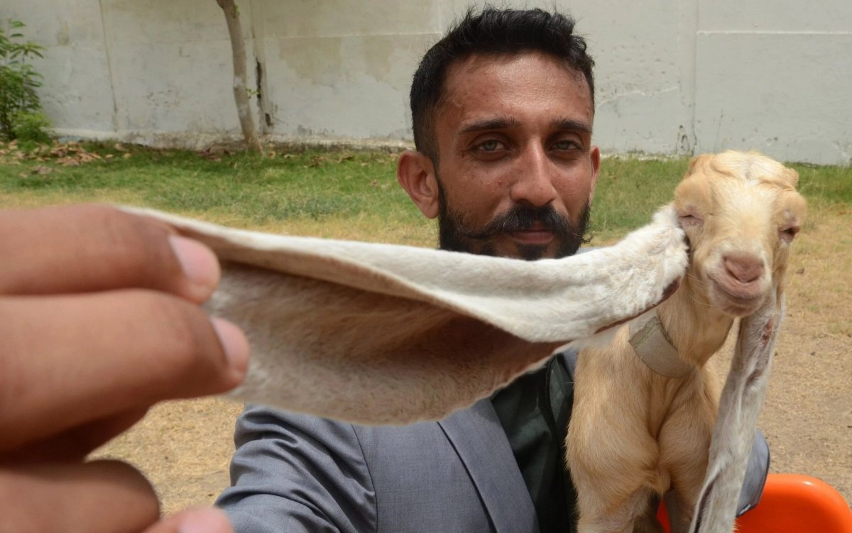 В Пакистане родился козлёнок с длинными ушами