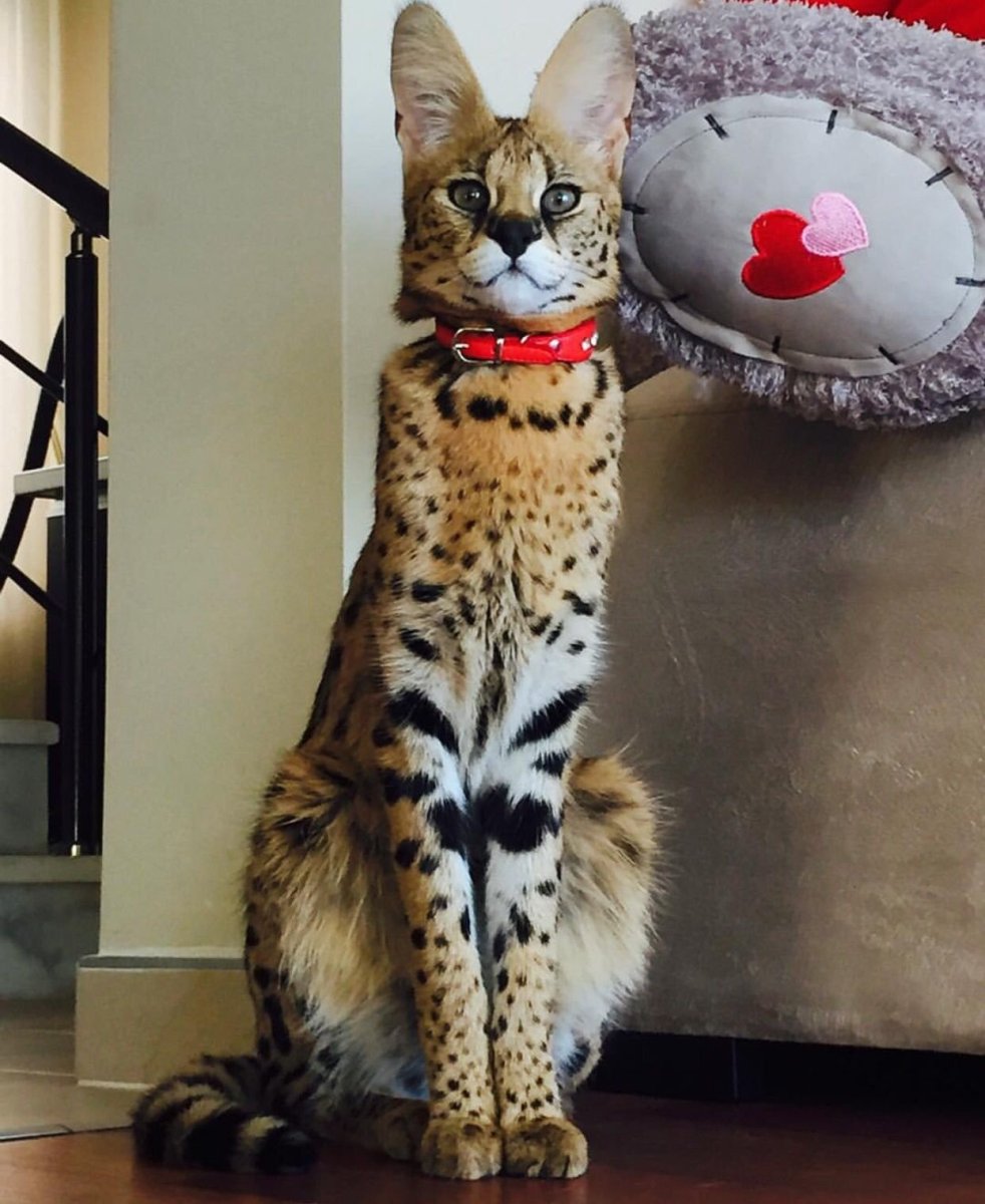 Сервал Ашера Саванна