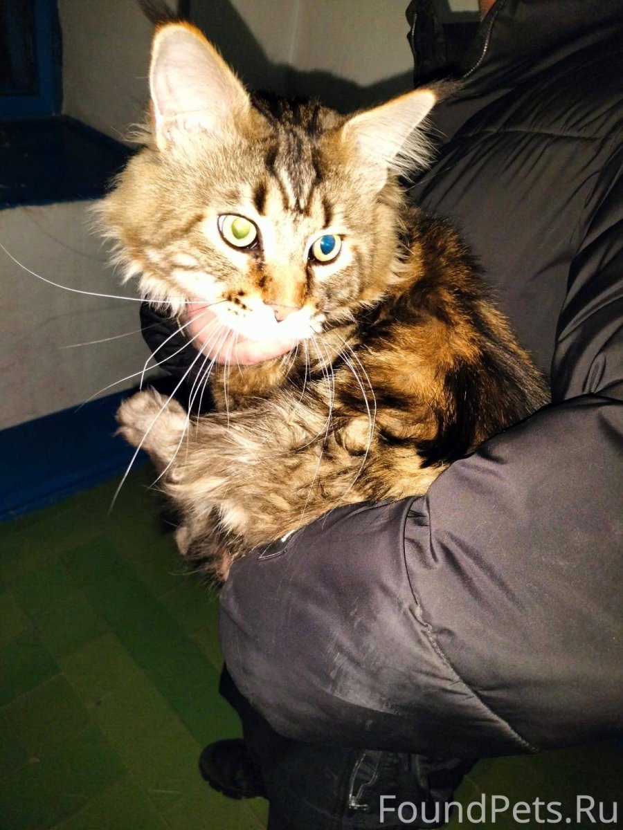 Лапы Мейн куна