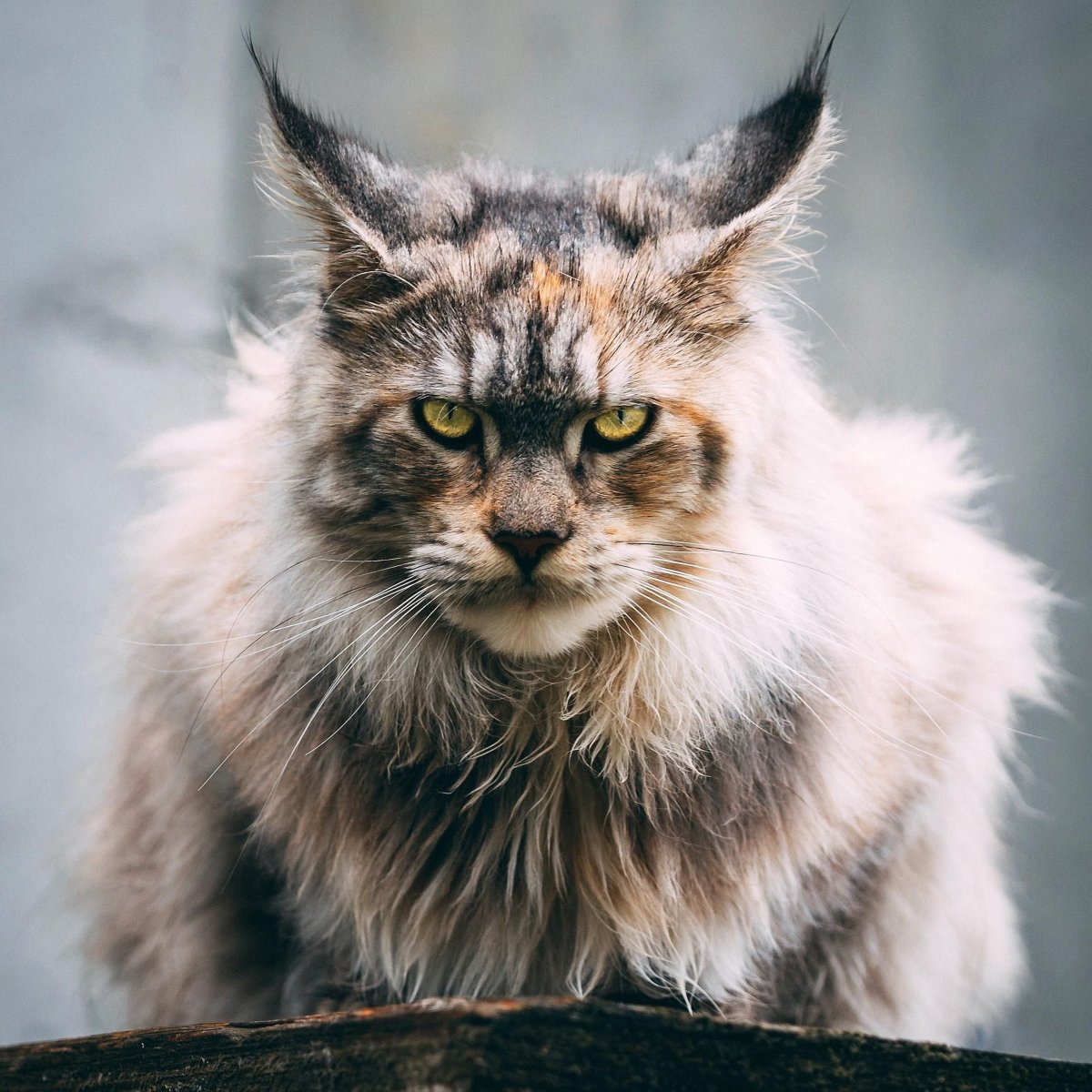 Американская кошка Мейн кун