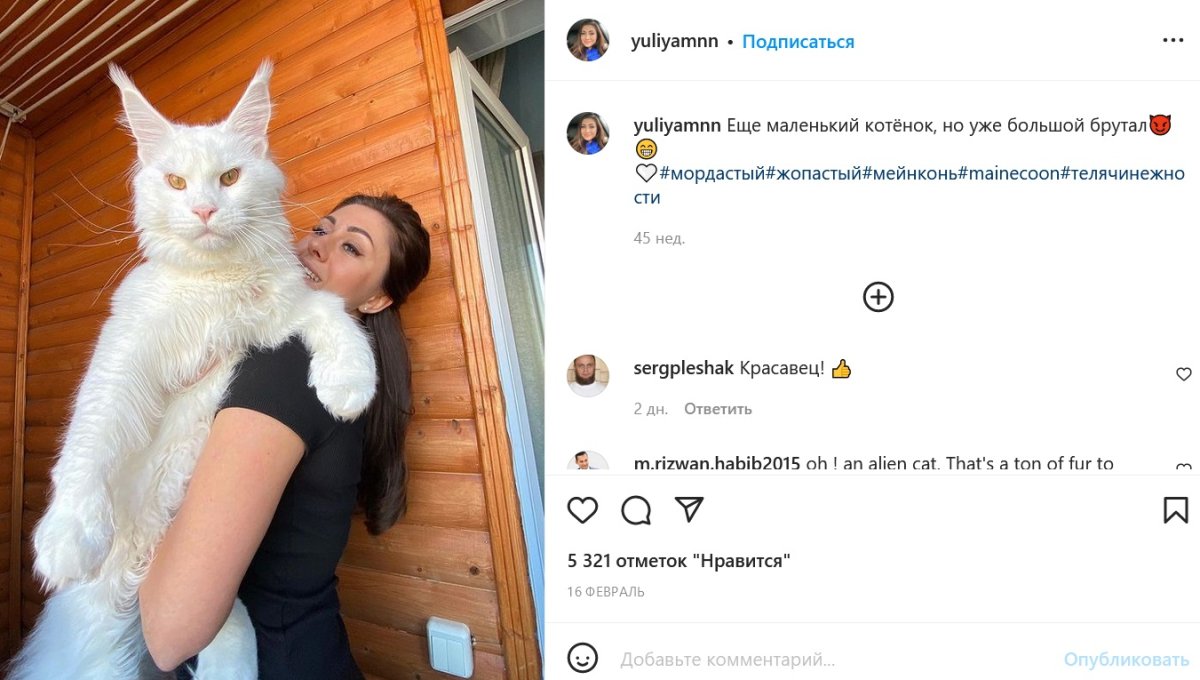 Кот кефир Мейн кун