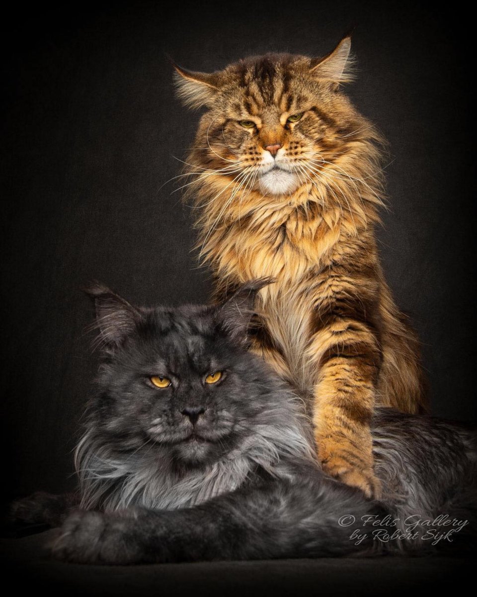 Лева би 2 с котом