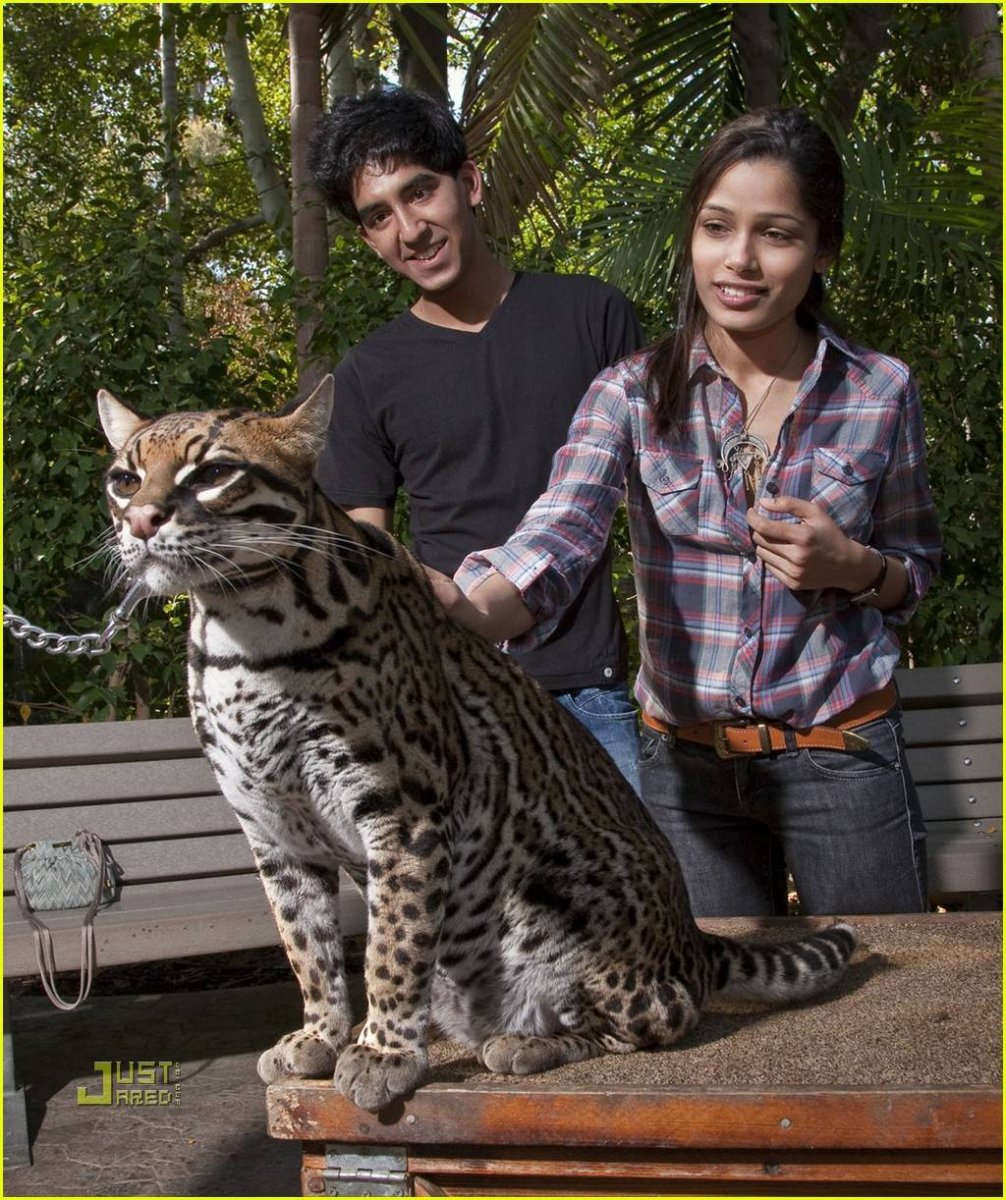 Оцелот одомашненный