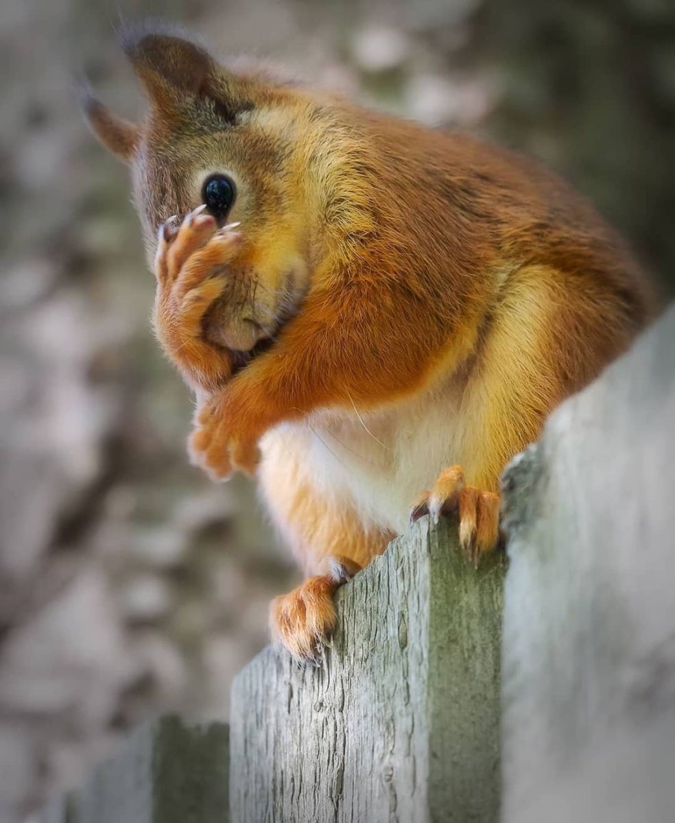 Грустная Белочка