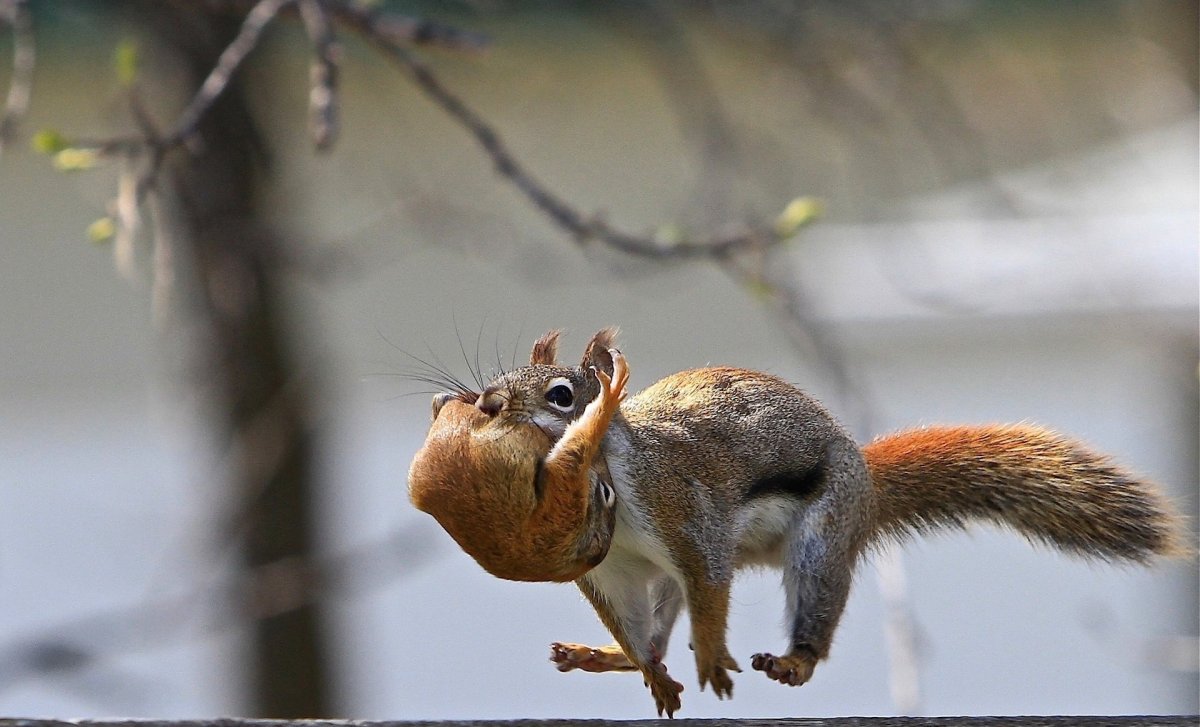 Бешеная белка