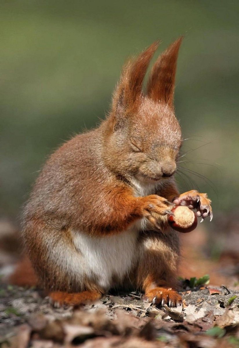 Прикольные белки