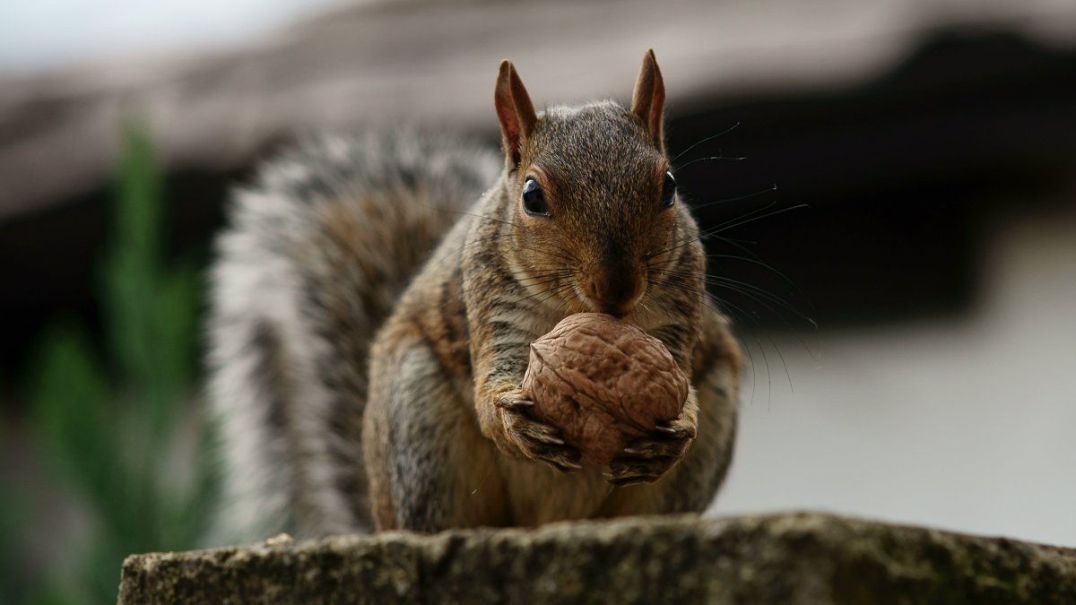 Необычная белка