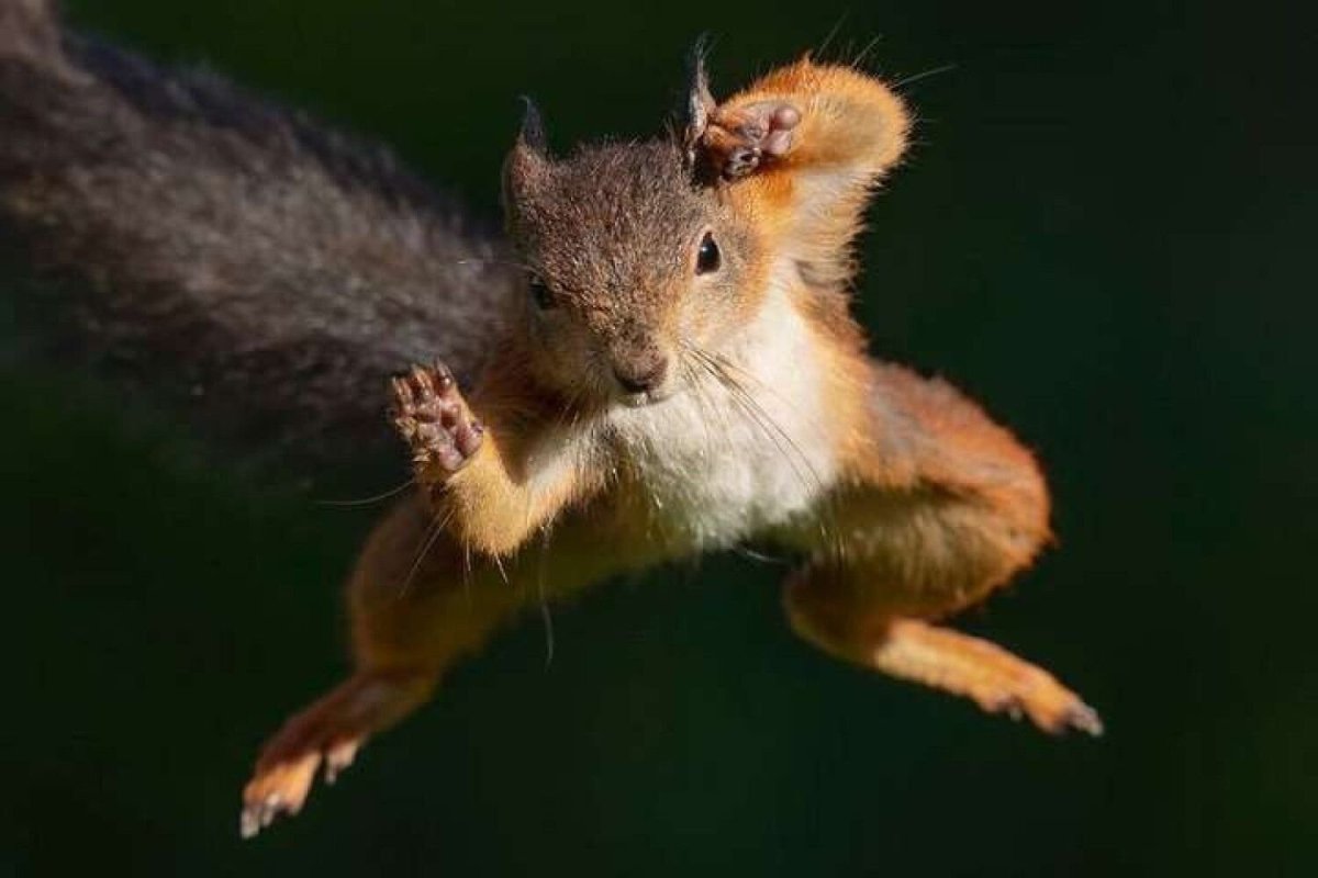 Орущая белка