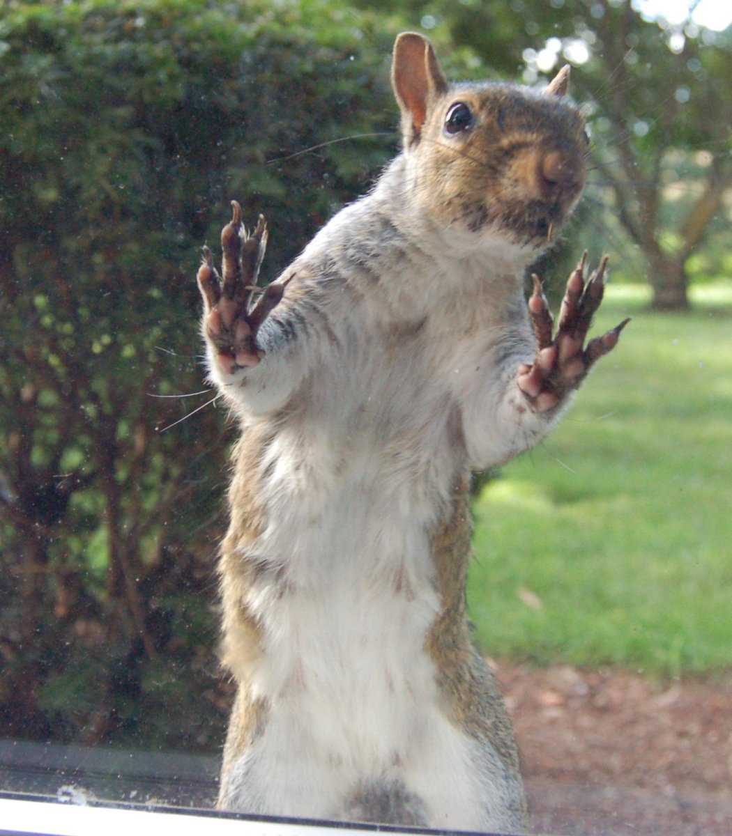 Сумасшедшие белки