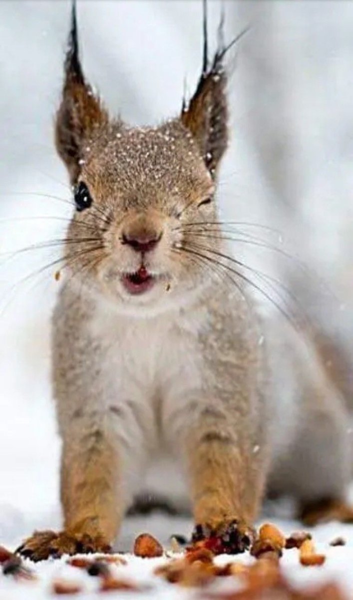 Привет Бельчонок