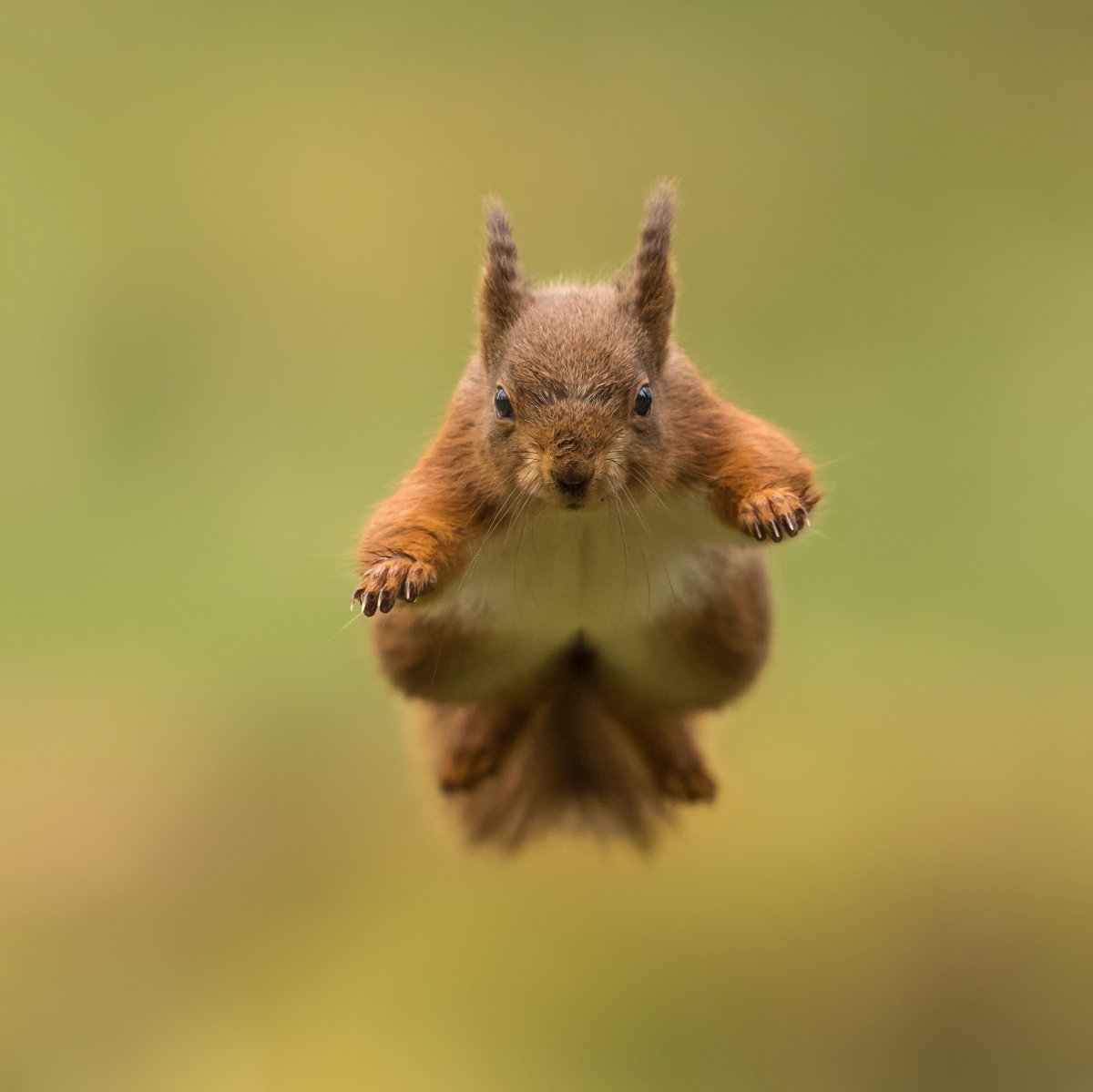 Белка прыгает