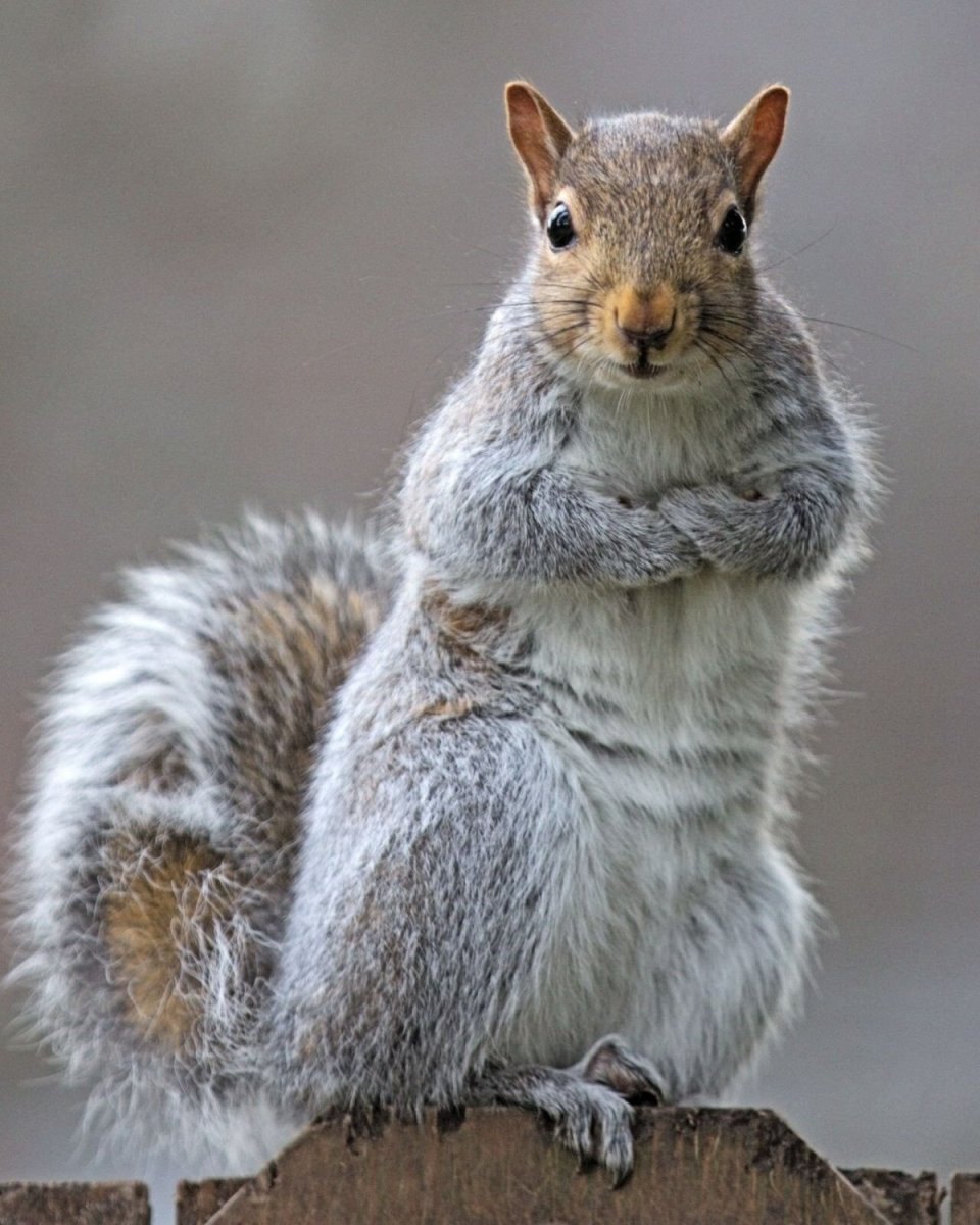 Обиженная белка
