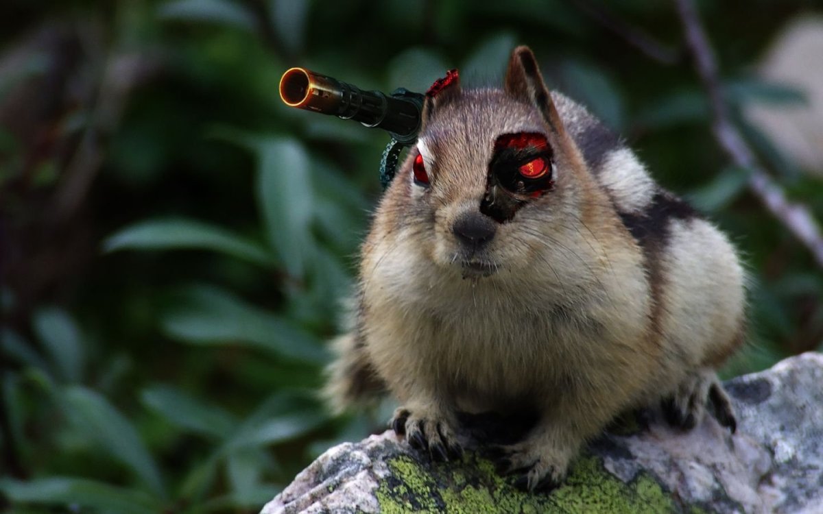 Бешеный бурундук