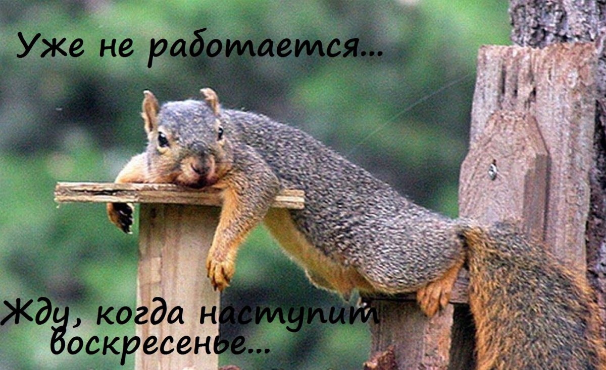 Белочка отдыхает