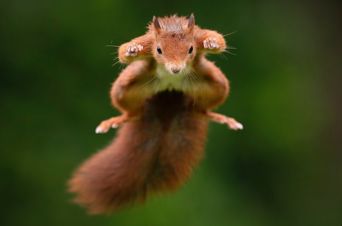 Летающие белки смешные