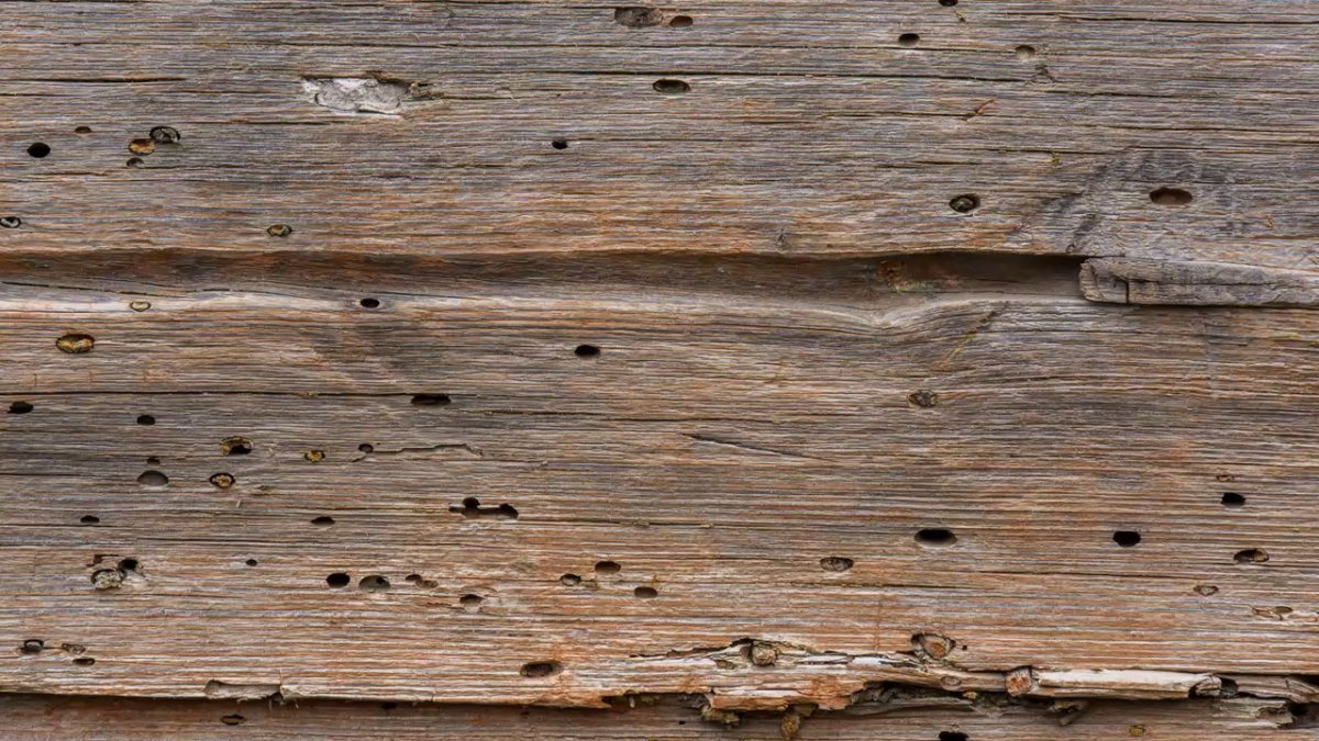 Штукатурка древоточец