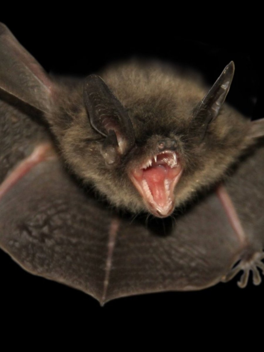 Летучая мышь