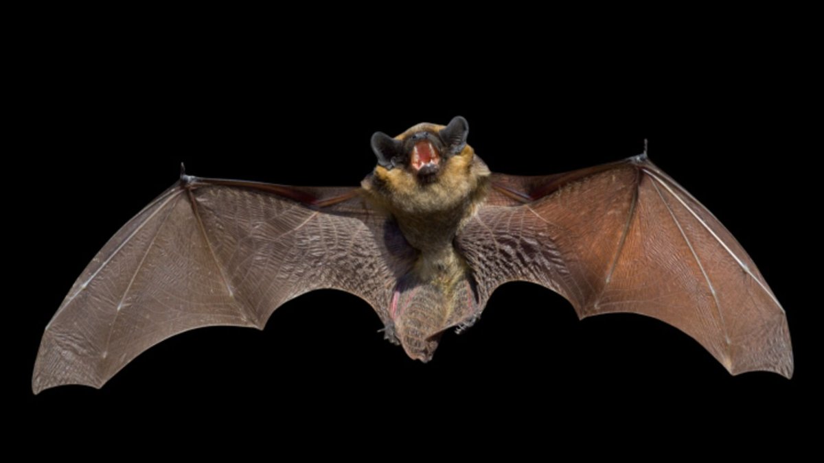 Белый крылан