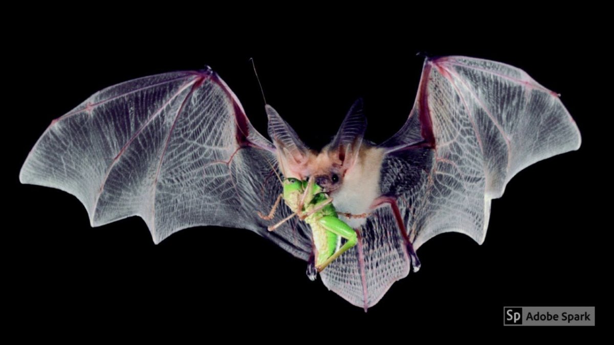 Вечерница летучая мышь